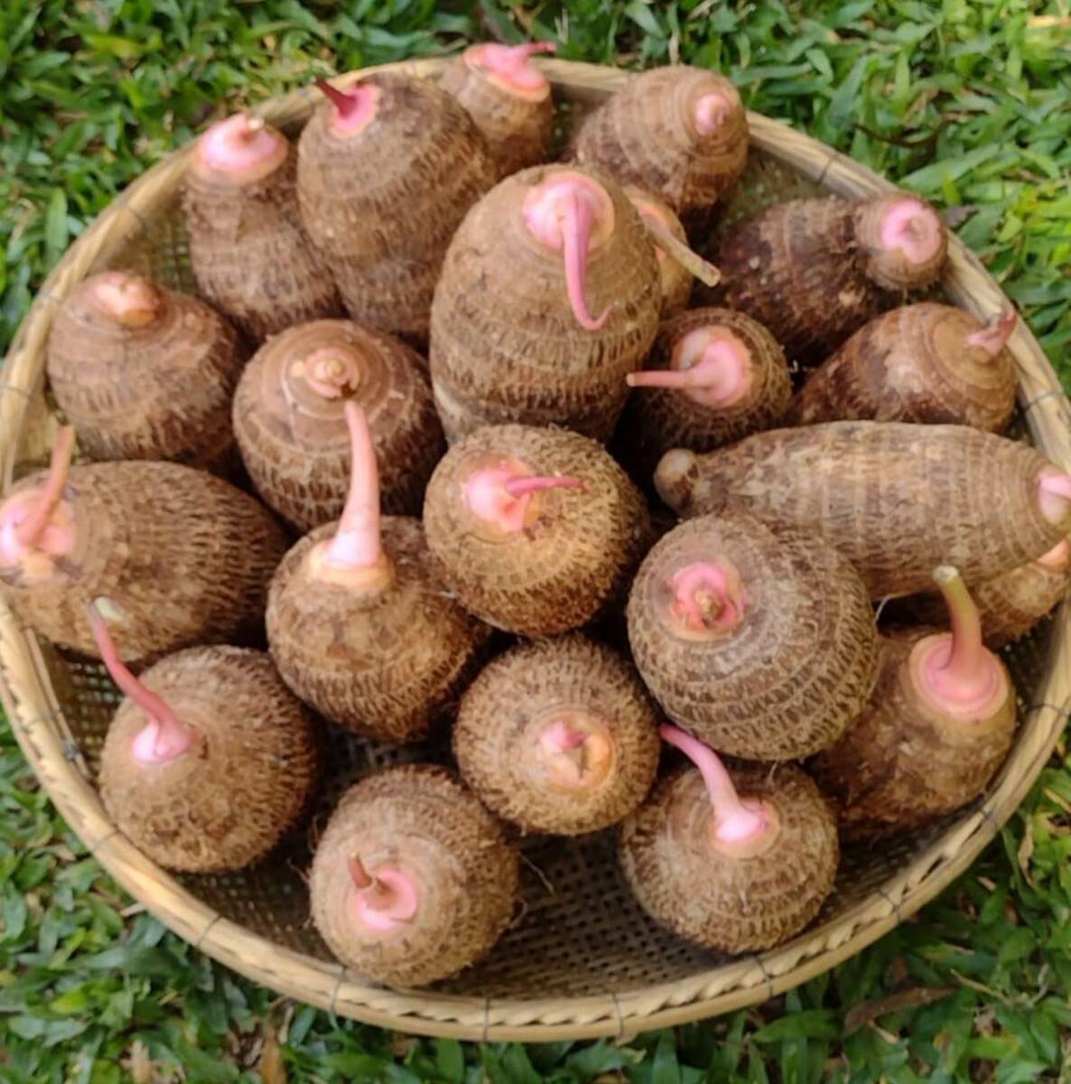 agro-15-04-ft-Jandir-Gratieri