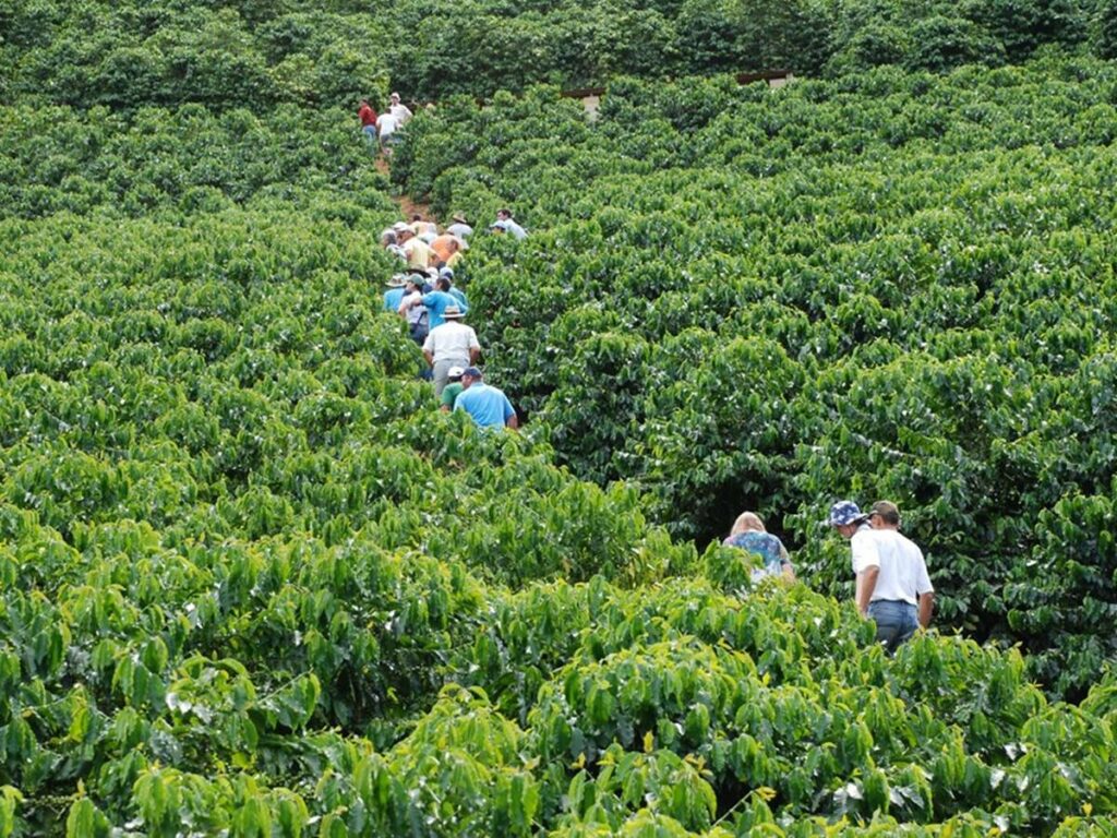 agro-06-05-ft-incaper-cafe