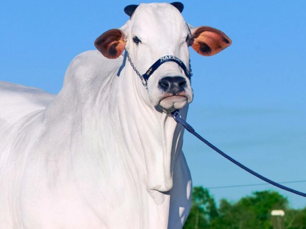 agro-15-05-ft-divulgacao-gado