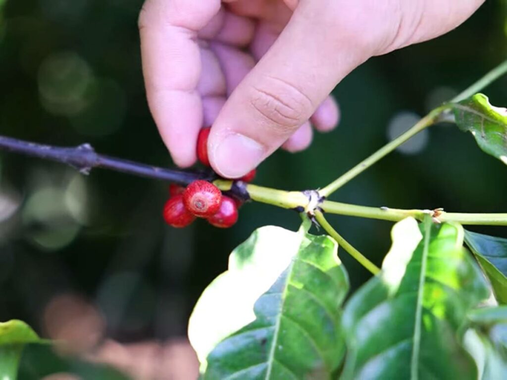 agro-16-05-ft-divulgacao-gov-es-cafe