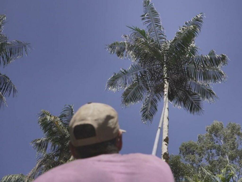 agro-17-05-ft-div-gov-es-jucara