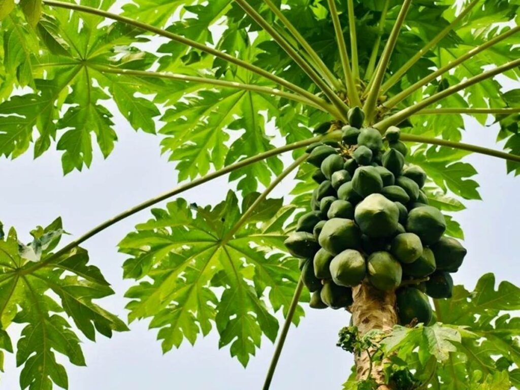 agro-20-05-ft-divulgacao-mamao