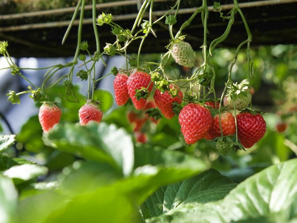 agro-28-05-ft-incaper-divulgacao-morango