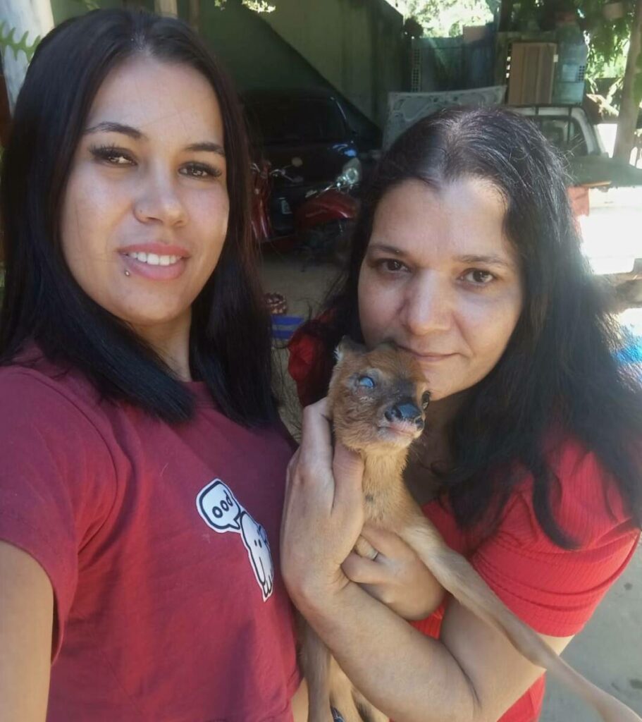 geral-22-05-ft-div-filhote-veado