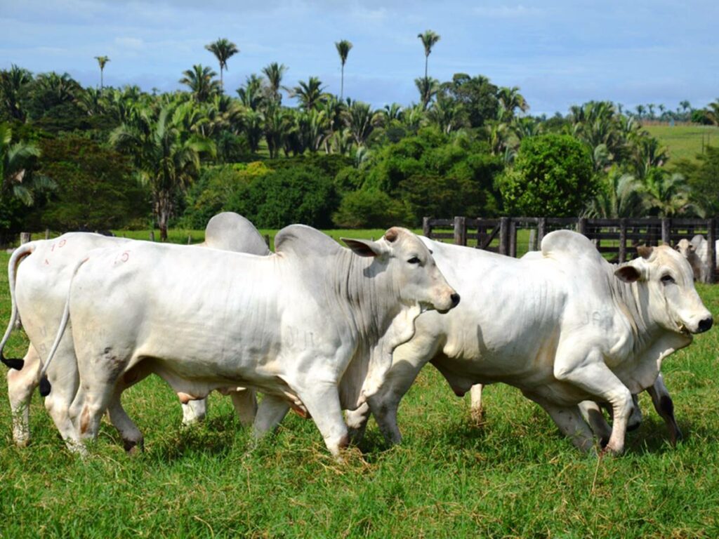 agro-10-06-ft-gov-es-gado