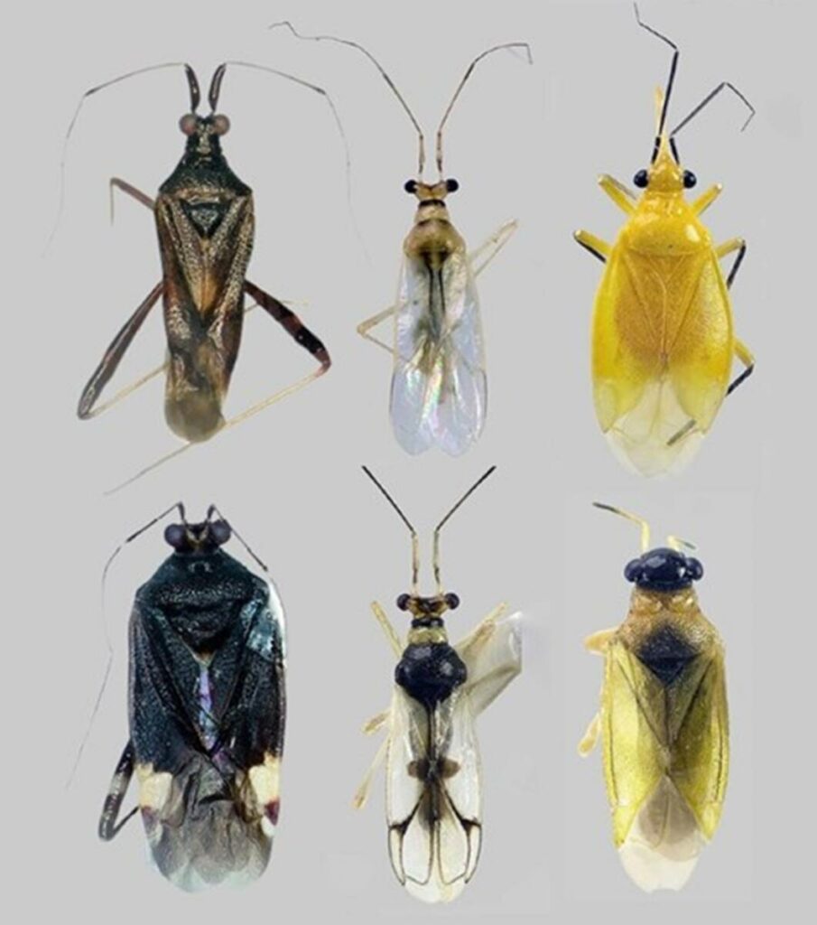 agro-21-06-ft-incaper-insetos