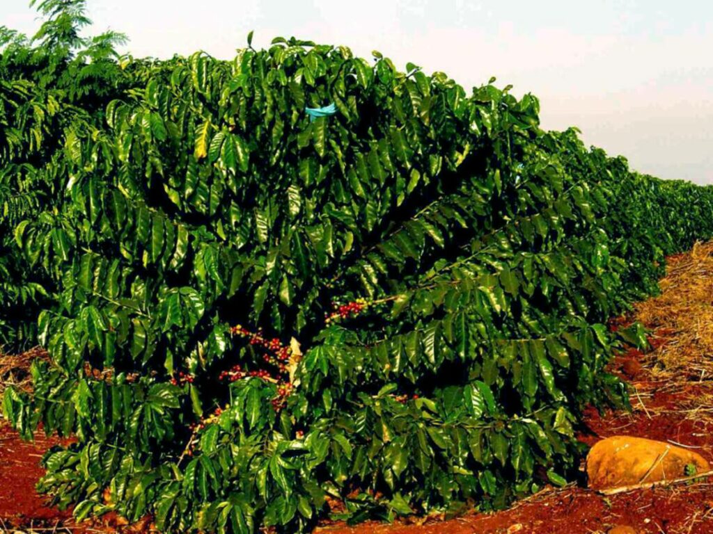 agro-25-06-ft-embrapa-cafe-cafezal
