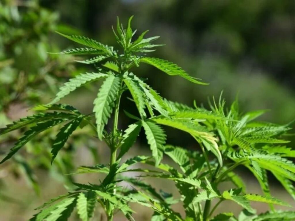 politica-26-06-ft-NORBERTO-DUARTE-maconha