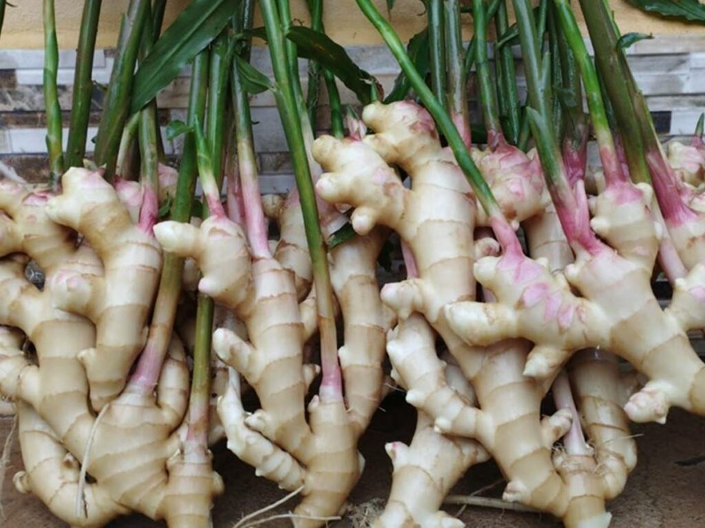 agro-02-07-ft-gov-es-gengibre