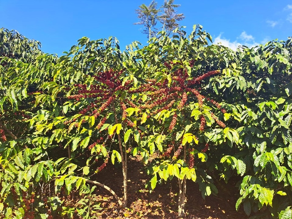 agro-31-07-ft-gov-es-cafe agro-31-07-ft-gov-es-cafe