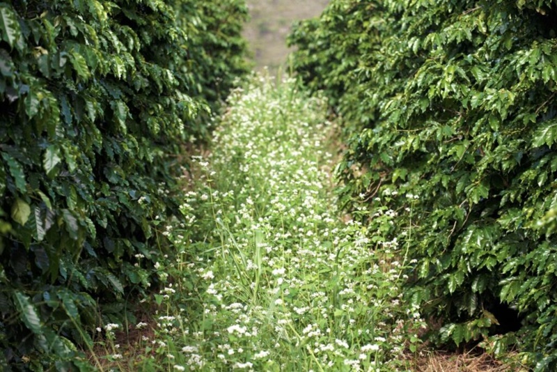 cafeicultura-sustentaavel