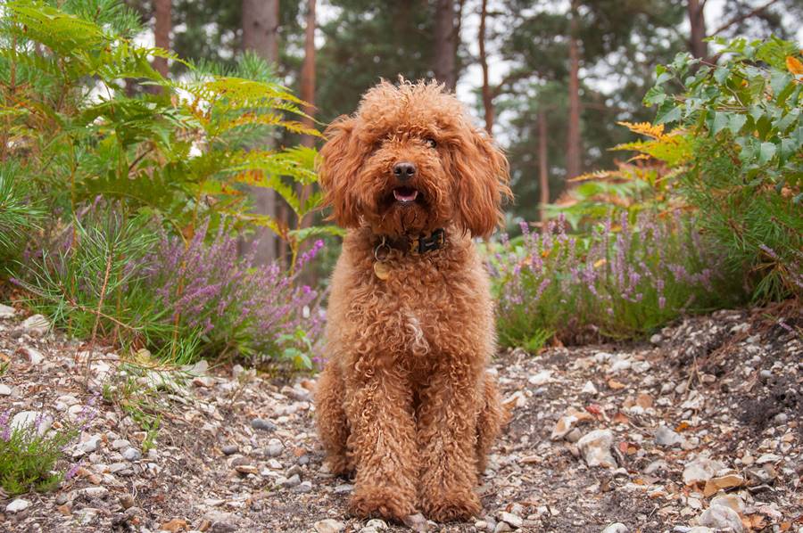 cockapoo-by-plants-field cockapoo-by-plants-field