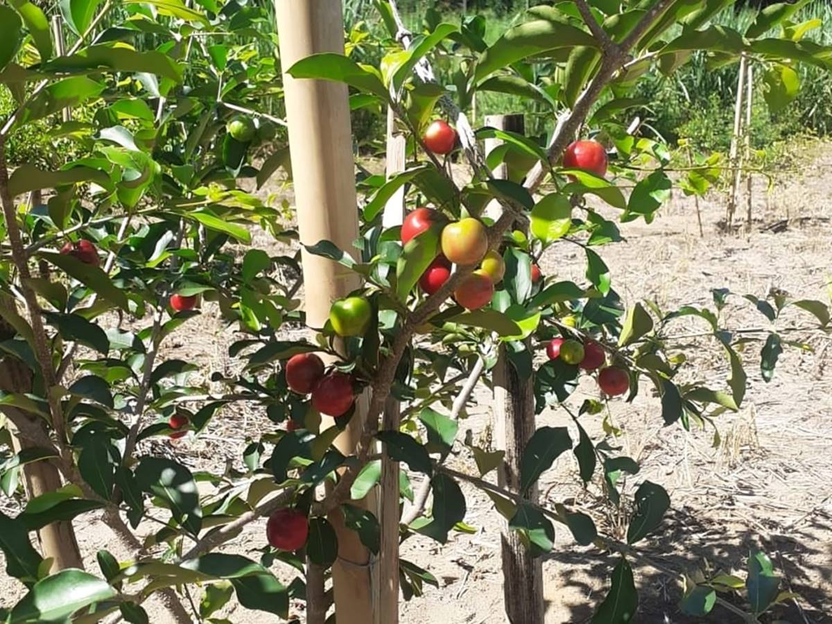 agro 16-08 - ft gov es - acerola agro 16-08 - ft gov es - acerola