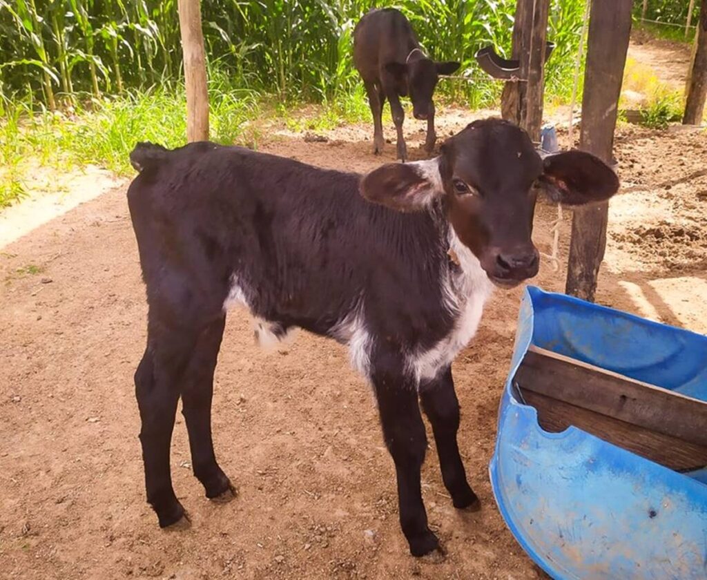 agro 23-08 - ft incaper - bezerras inseminação