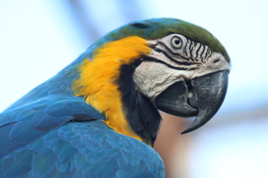 aves brasileiras aves brasileiras