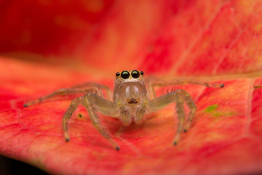 Jumping spider predator nature habitat Jumping spider predator nature habitat