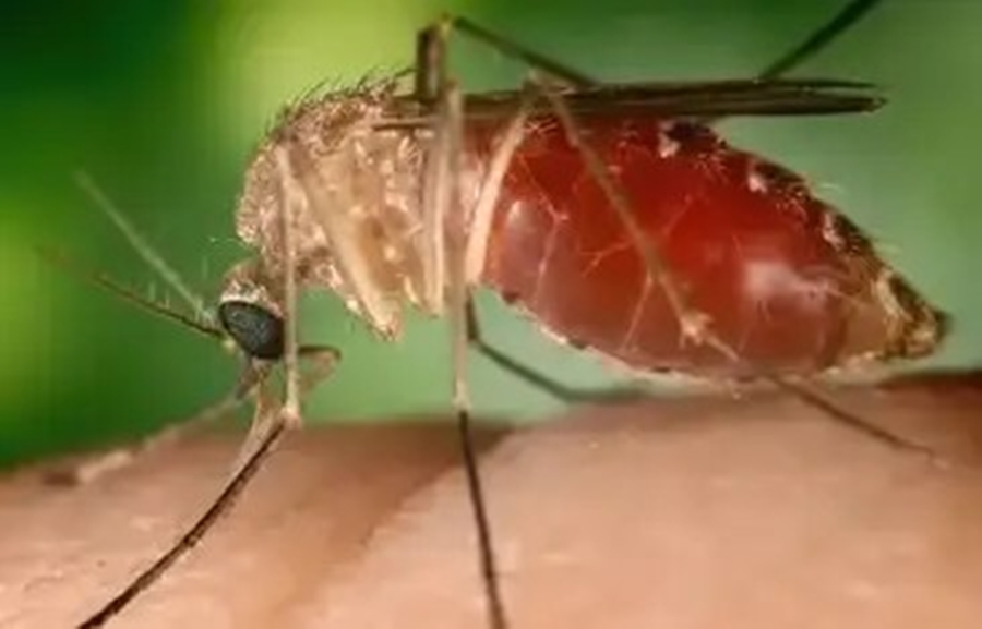 mosquito_maruim_2 mosquito_maruim_2