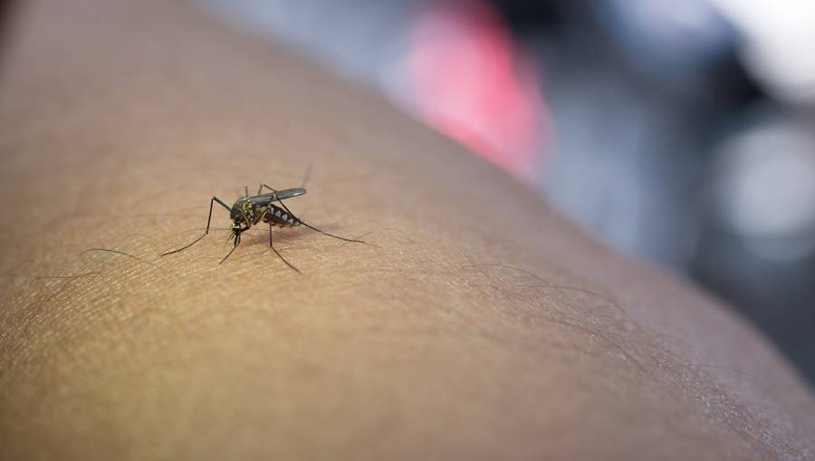 Close-up of mosquito sucking blood from human arm. Close-up of mosquito sucking blood from human arm.