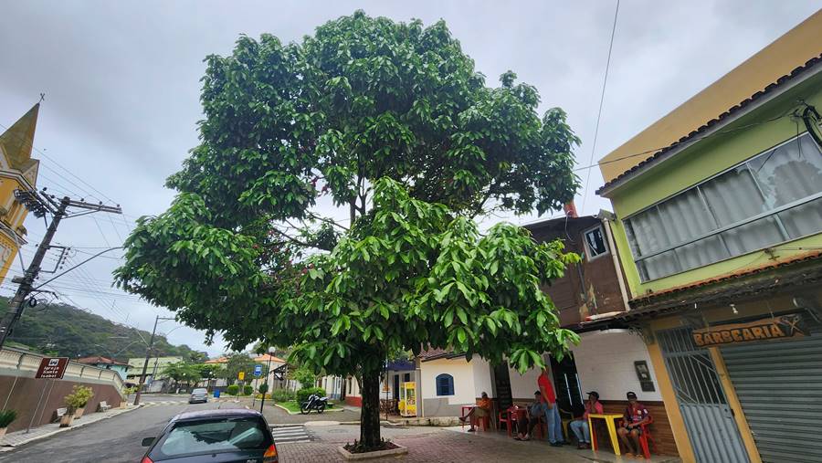 Pé de jambo em Santa Isabel é declarado Patrimônio Histórico Ambiental de Domingos Martins