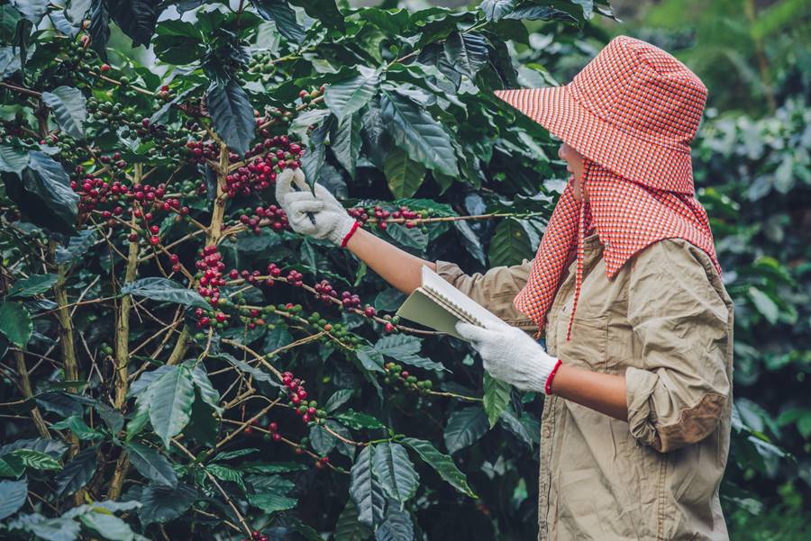 Female workers are writing a record of the growth of coffee tree Female workers are writing a record of the growth of coffee trees.agriculture, coffee garden.