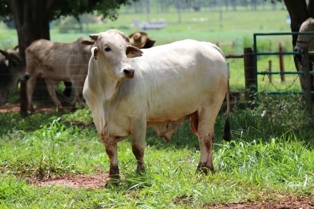 Boi-gado-pecuaria-Julio-Huber-1024x683