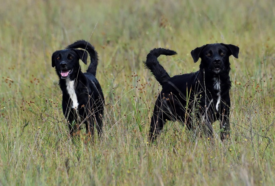 Cão feral - Canis lupus familiaris - Família Canidae DSC_7874 (1) Cão feral - Canis lupus familiaris - Família Canidae DSC_7874 (1)