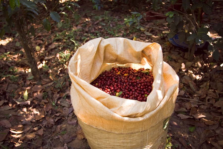 A closeup shot of a brown bag with red coffee beans in it