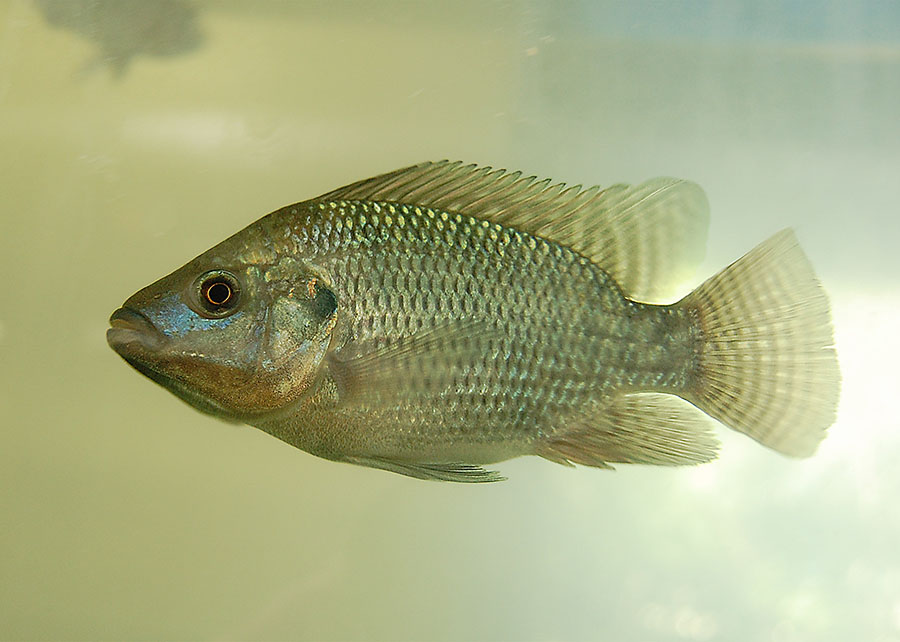 Tilapia_Foto_Gabriel-Pupo-Nogueira Tilapia_Foto_Gabriel-Pupo-Nogueira