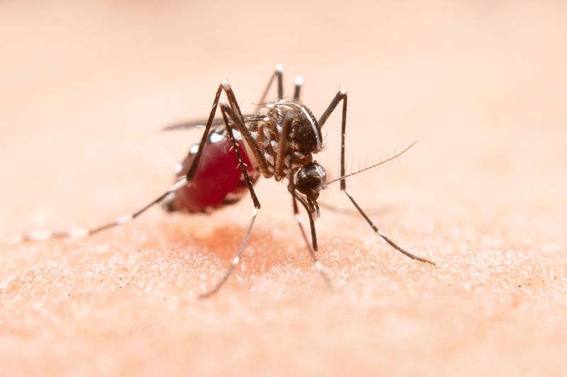 mosquito Close-up of a mosquito on human skin