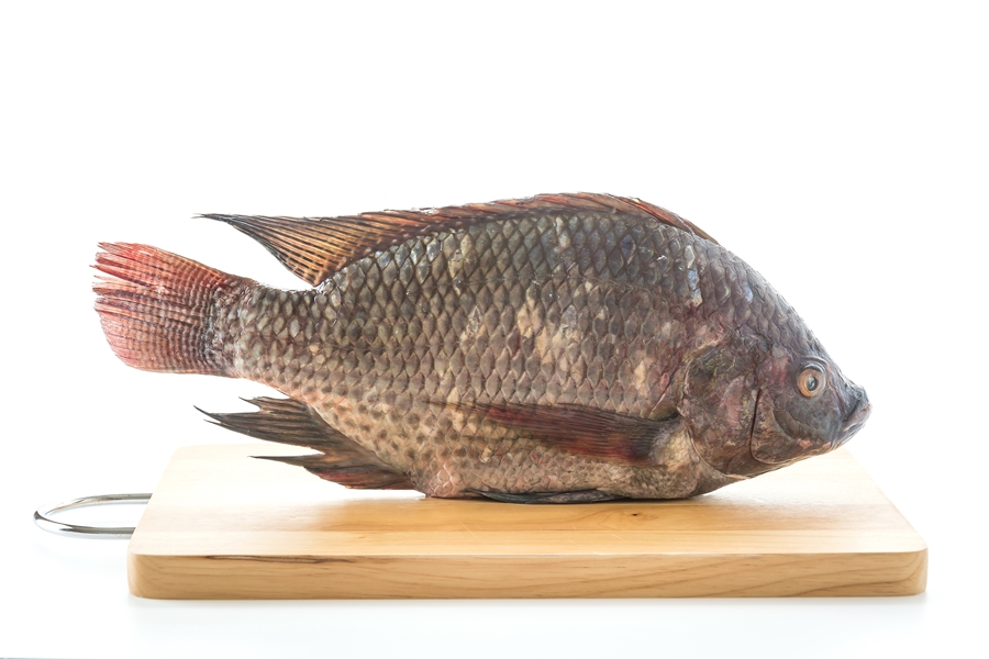 Black Tilapia or Tilapia on wood board