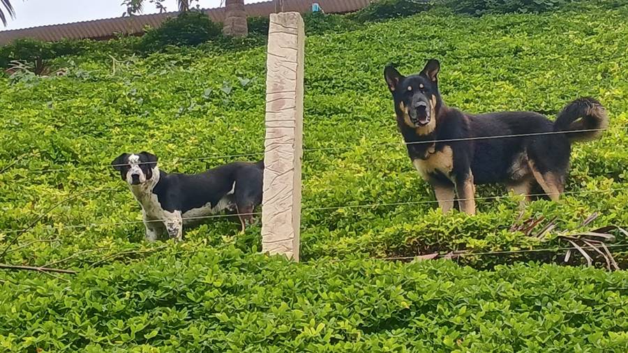 Imagem do WhatsApp de 2025-04-10 à(s) 13.52.57_031956ea