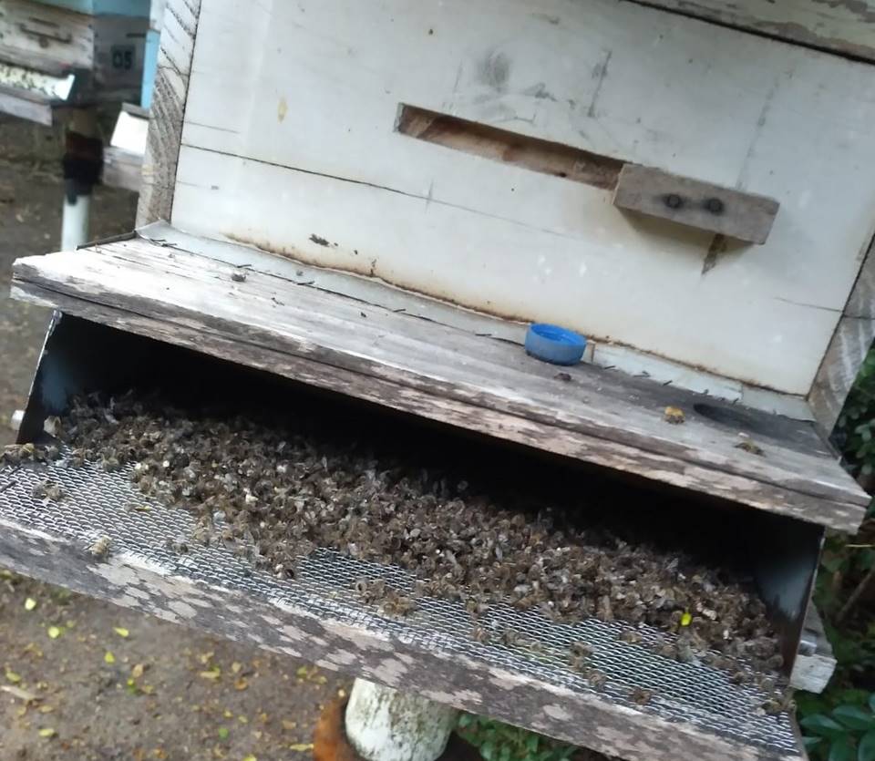 Mortalidade abelhas - Arquivo Idaf 2025 Mortalidade abelhas - Arquivo Idaf 2025