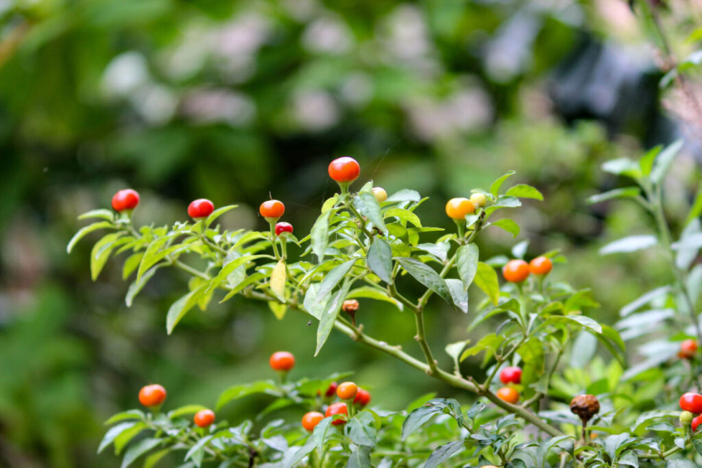 close-up-de-bagas-crescendo-em-arvores