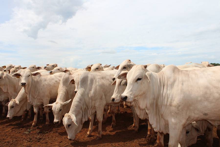 quinta-de-cow-nelore-agricultura-agricola