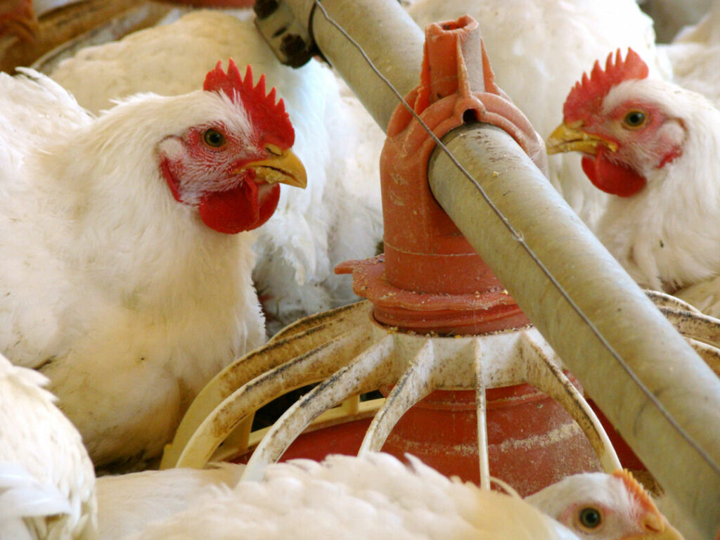Ave-galinha-frango-avicultua-Julio-Huber-1024x768