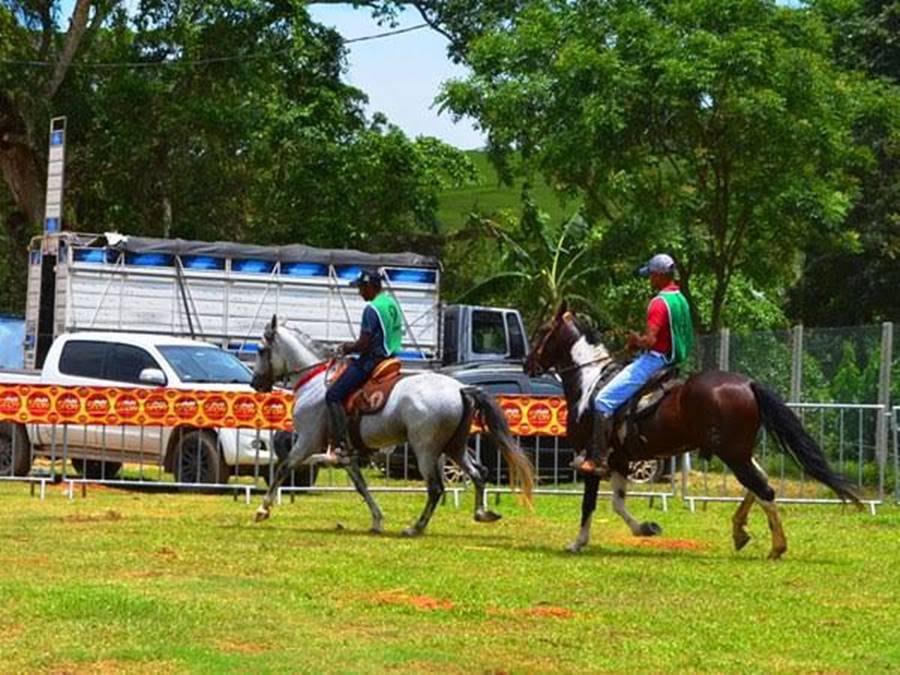 Cavalos-Alfredo-Chaves