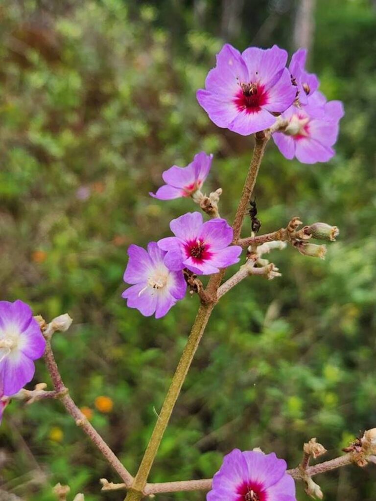 Imagem do WhatsApp de 2025-05-07 à(s) 15.10.43_046e5dca