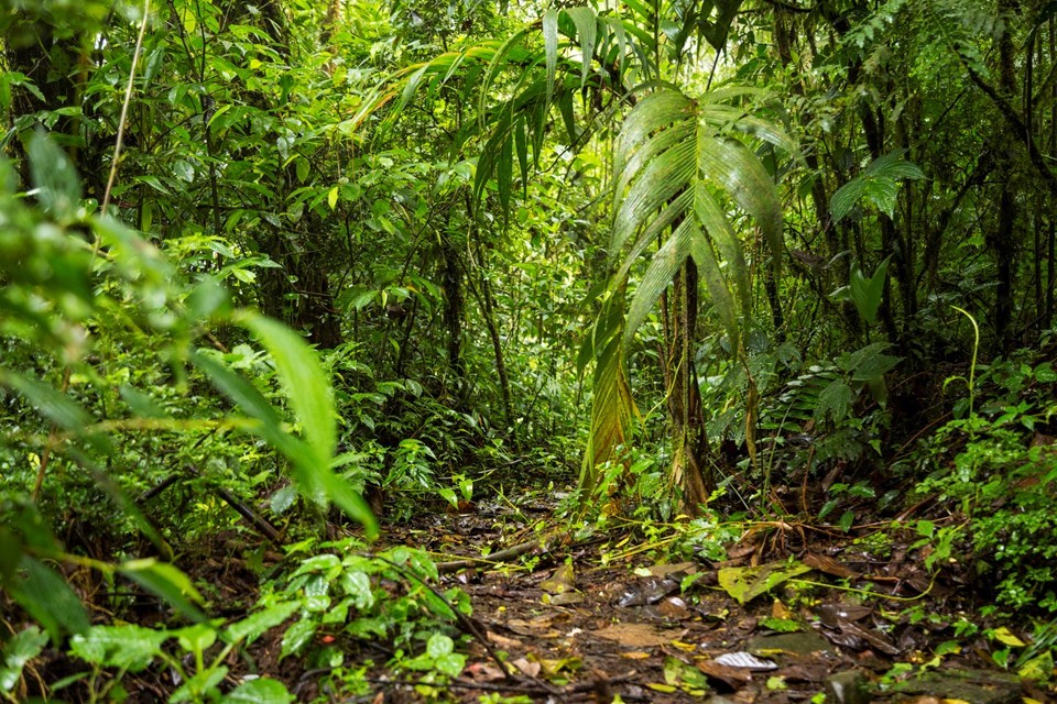 view-green-lush-rainforest-costa-rica-1