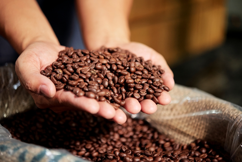 Close-up of male hands holding fresh roasted coffee beans in his hand and showing it good quality