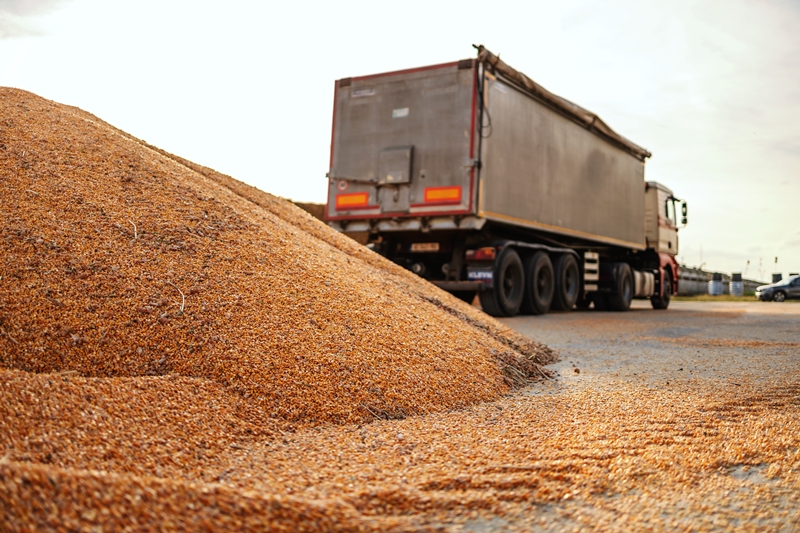 Ripe and hull corn on pile prepared for transportation. In background is truck. Ripe and hull corn on pile prepared for transportation. In background is truck.