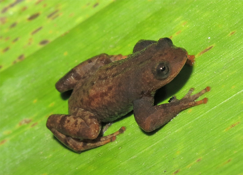 Nova especie de sapo