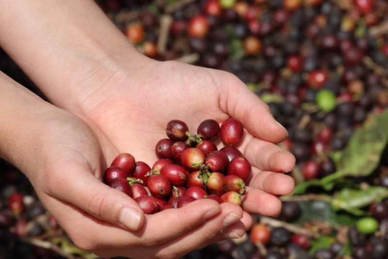 café Julio Huber