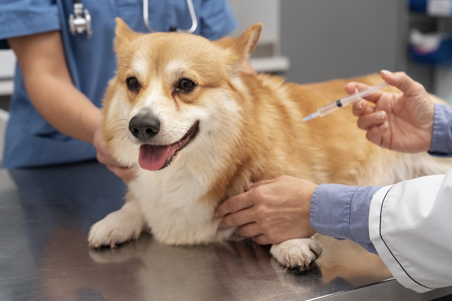 Freepik veterinarian-taking-care-pet-dog
