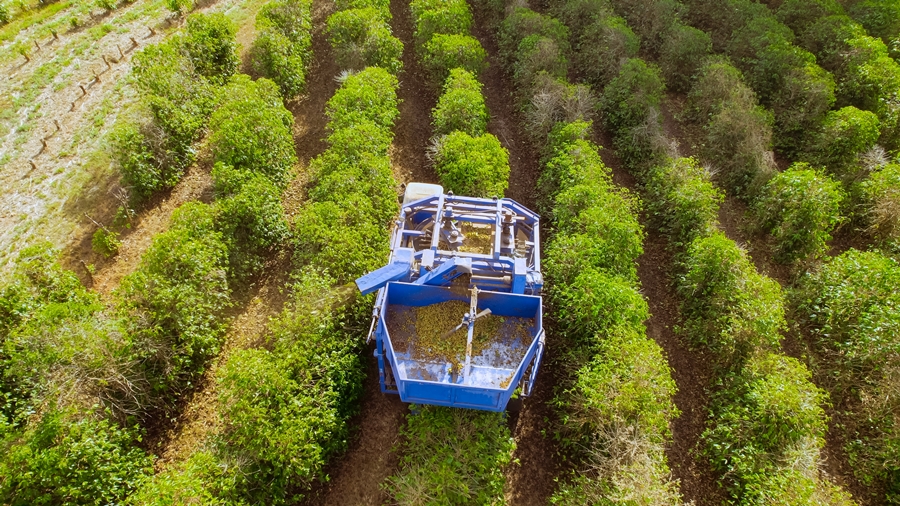 Coffee mechanized harvesting in Minas Gerais, Brazil.