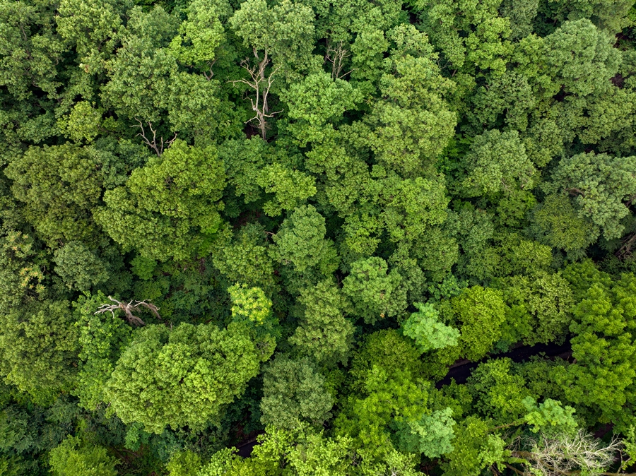 An aerial view of a forest in the green of summer abstract background.