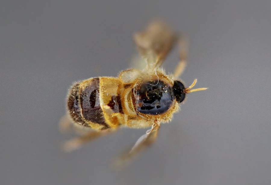 Exetasis teresensis dorsal_foto Danilo Cordeiro