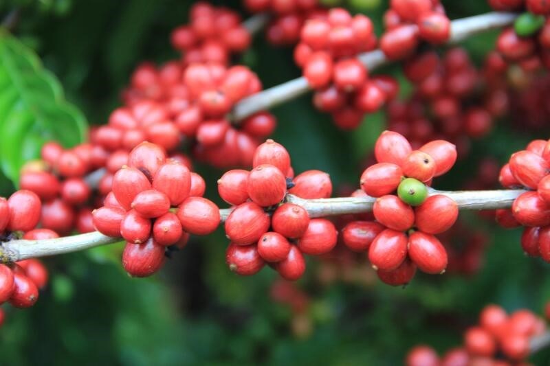 conilon_claudio-costa_seag