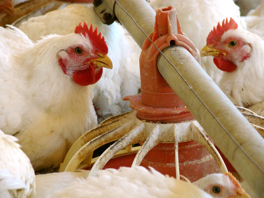 encontro da avicultura capixaba