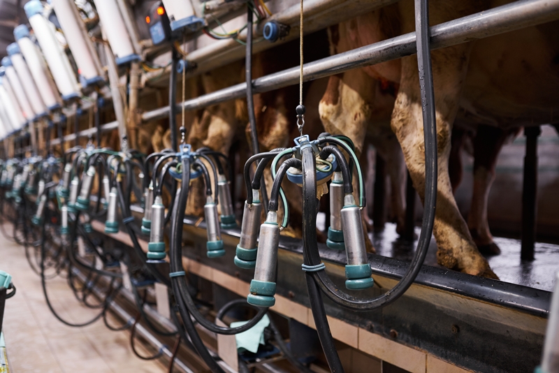 milking machine on a dairy farm close up. no people.