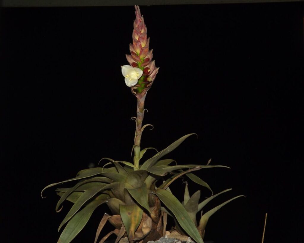 Stigmatodon-vinosus_Vitor-Manhaes-1024x818